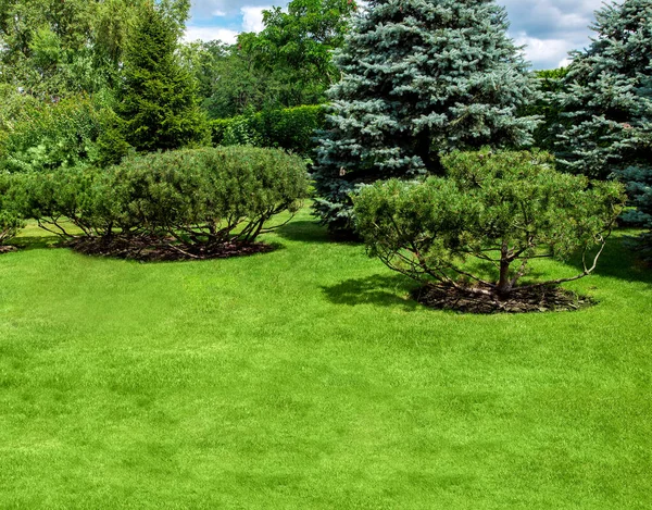 Quintal Jardim Paisagístico Com Gramado Verde Pinheiros Cultivados Por Mulching — Fotografia de Stock