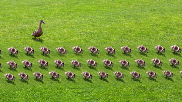 Anne Ördek Çocuklarına Önderlik Eder Küçük Ördekler Güneşli Bir Yaz — Stok fotoğraf
