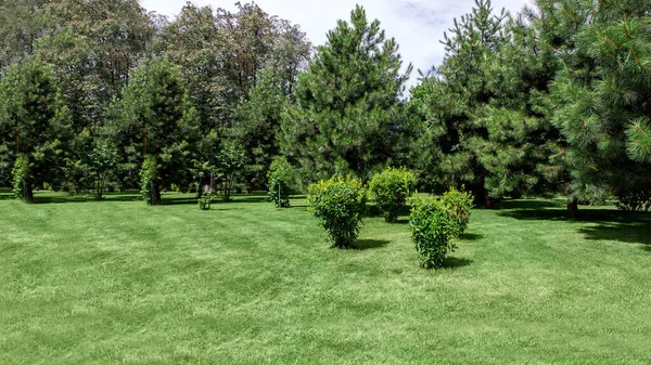 园林景观维护良好 草地绿草 绿地松树 阳光明媚的夏季公园 有仿制空间草坪 — 图库照片