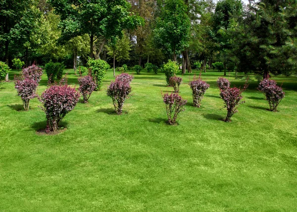 Jardín Paisajístico Bien Cuidado Patio Trasero Con Arbustos Árboles Espacios — Foto de Stock