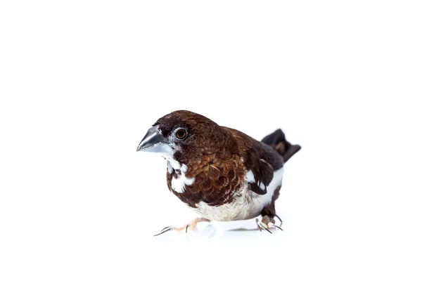Oiseau Pinson Japonais Avec Des Plumes Brunes Blanches Portrait Animal — Photo