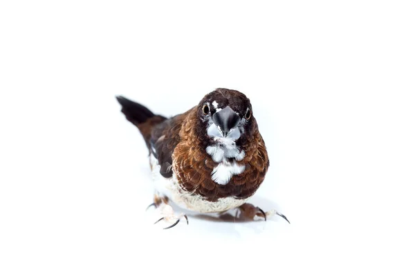 Pájaro Pinzón Japonés Con Plumas Color Marrón Oscuro Blanco Retrato — Foto de Stock