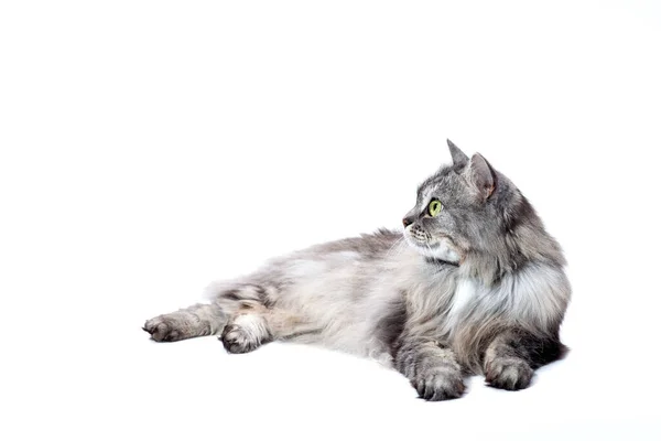 Κατοικίδιο Ζώο Chinchilla Γάτα Χνουδωτή Ριγέ Γκρι Ψέματα Και Κοιτάζοντας — Φωτογραφία Αρχείου