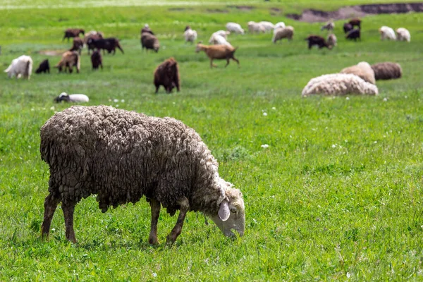 Овцы Пасутся Зеленом Поле Травой Крупный Рогатый Скот Фермы Солнечный — стоковое фото