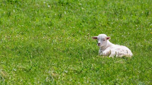 Egy Fiatal Fehér Kecske Fekszik Zöld Mezőn Fűvel Egy Marhatenyésztés — Stock Fotó