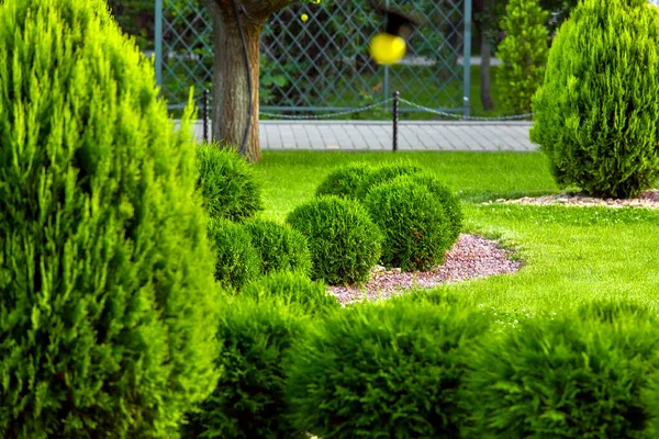 Paisajismo Jardín Jardín Con Árboles Thuja Arbustos Hoja Perenne Acolchados —  Fotos de Stock