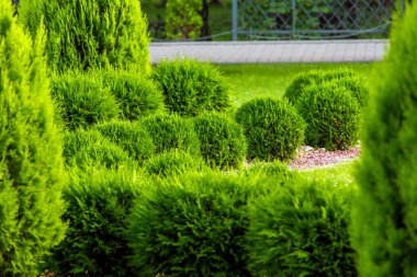 Bahçenin peyzajı. Yeşillik içinde büyüyen bir cani. Yeşil bir yaz parkında dekoratif peyzaj tasarımı..