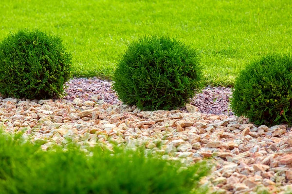 Landschaftsgestaltung Eines Hinterhofgartens Mit Wuchernden Thuja Sträuchern Durch Gelben Steinmulch — Stockfoto