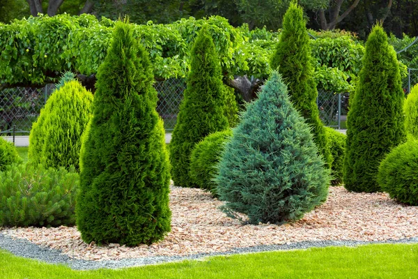 Landscaping Backyard Garden Evergreen Conifers Thuja Yellow Stone Mulch Summer — Stock Photo, Image