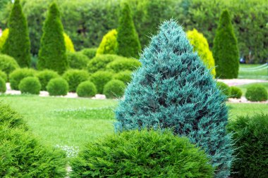 Bahçe bahçesinin yeşillik peyzajı. Yaz parkında dekoratif peyzaj tasarımı olan yeşil bir thuja. Detayları kapat..