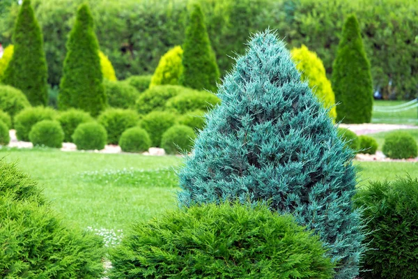 Paisagismo Verde Jardim Quintal Com Thuja Evergreen Parque Verão Com — Fotografia de Stock