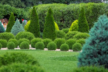 Bahçe düzenlemesi, yeşil selvi ağacı ve yazlık bir parkta dekoratif manzarası olan bir thuja, hiç kimse.