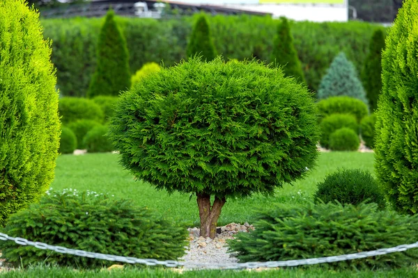 Molded Sheared Evergreen Thuja Tree Backyard Stone Mulch Green Lawn — Stock Photo, Image
