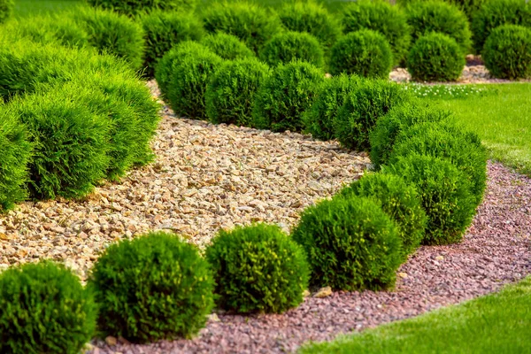 Paisagismo Jardim Quintal Com Arbustos Cipreste Crescimento Ornamental Onda Pelo — Fotografia de Stock