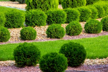 Arka bahçenin peyzaj tasarımı sıralı süslemeli selvi ağaçlarının sarı taşlı çimlerin olduğu bir yaz günü park detayları, hiç kimse.