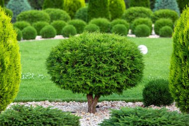Bahçede yontulmuş yeşil thuja ağacı taştan saman ve bahçede yeşil çimen, yeşil park manzarası tasarımı..