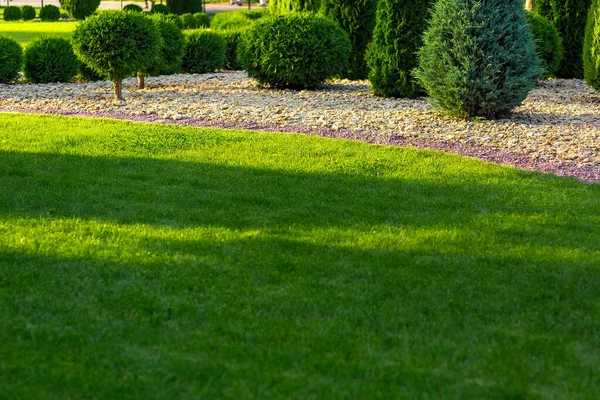 コピースペースのある晴れた日の夏の公園で 黄色と赤の石の多くの方法で観賞成長ヒノキの茂みと裏庭の庭の造園牧草地 — ストック写真