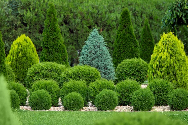 Bahçe bahçesinin yeşillik peyzajı. Yeşillik bir parkta, çimenlik ağaçlar ve çalılar var. Kimse yok..