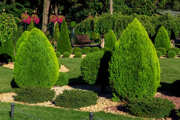 Krajobraz Ogrodu Podwórkowego Wiecznie Zielonymi Iglastymi Iglastymi Thuja Przez Żółtą — Zdjęcie stockowe