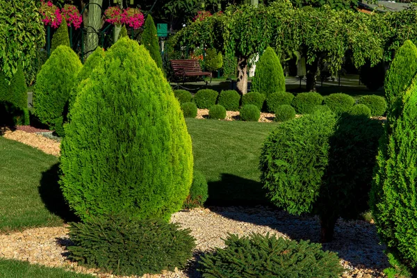 Yeşil kozalaklı bir bahçenin peyzajı ve sarı taştan bir çimenliğin yanında güneş ışığıyla aydınlatılan dekoratif manzaralı yeşil bir parkın çimenliği..