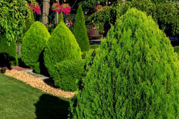Gestaltung Eines Hinterhofgartens Mit Immergrünen Arborvitae Sträuchern Einem Sommergrünen Park — Stockfoto