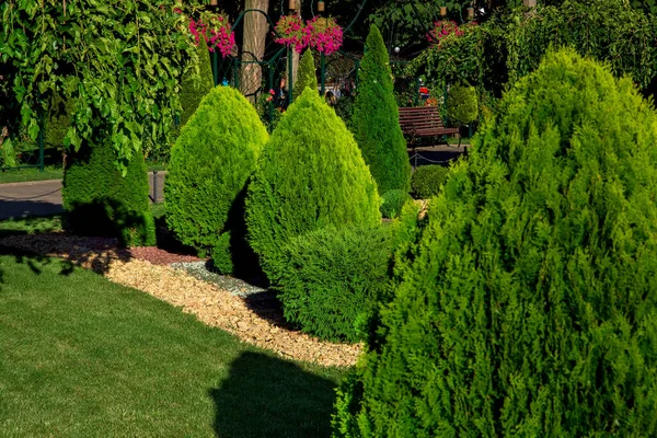 Landscaping Van Een Achtertuin Met Groenblijvende Naaldbomen Thuja Door Gele — Stockfoto