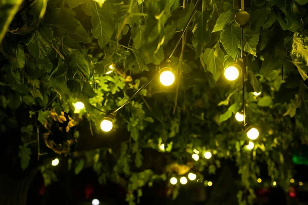Guirlanda Lâmpadas Brilhando Com Luz Quente Suspenso Galhos Árvores Jardim — Fotografia de Stock