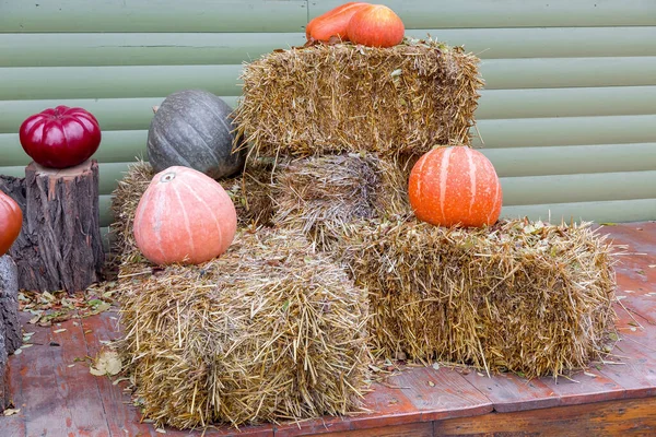 Citrouilles Debout Sur Des Gerbes Foin Sur Fond Mur Bois — Photo