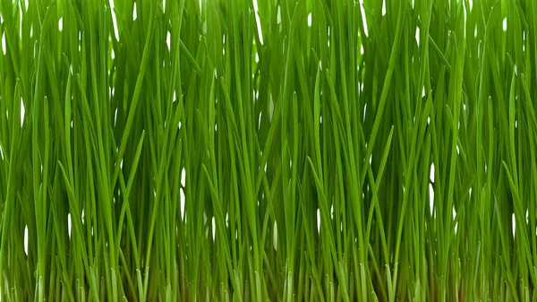 Germinated Wheat Sprouts Close Green Stems Texture Nature Eco Friendly — Stock Photo, Image