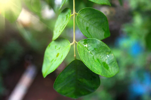 Yeşil damla su ve güneş ile baharda yaprakları.