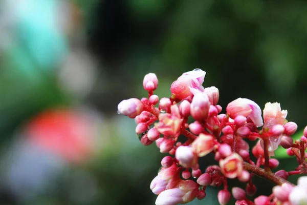 Carambola Bloem Starfruit Bloem — Stockfoto