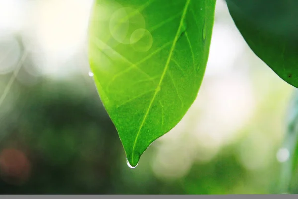 Yeşil damla su ve güneş ile baharda yaprakları.