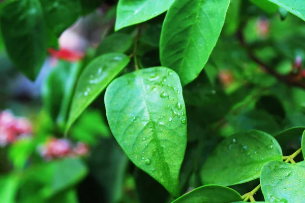 yeşil yaprakları ve Su damlacıkları ile bir görüntü arka plan