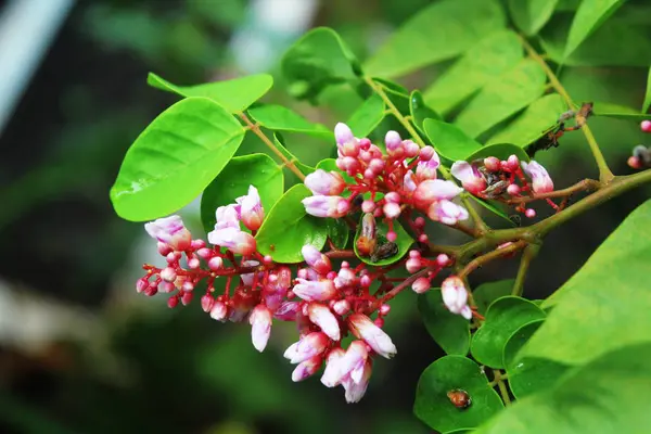 Carambola Λουλούδι Καραμπόλα Λουλούδι — Φωτογραφία Αρχείου