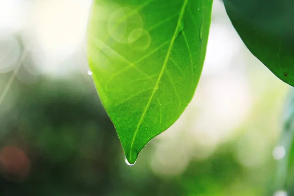 Yeşil damla su ve güneş ile baharda yaprakları.