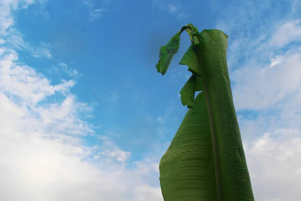 parlak mavi gökyüzü arka plan ile yeşil muz yaprak