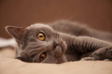 gri kedi kötü üzerinde 