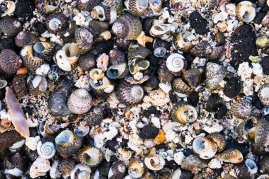 Renkli deniz kabuklarını arka plan siyah lav kaya Plajı ile