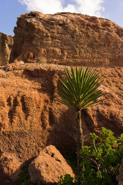 Palma Del Deserto Sfondo Arancio Roccia Con Spazio Copia — Foto Stock