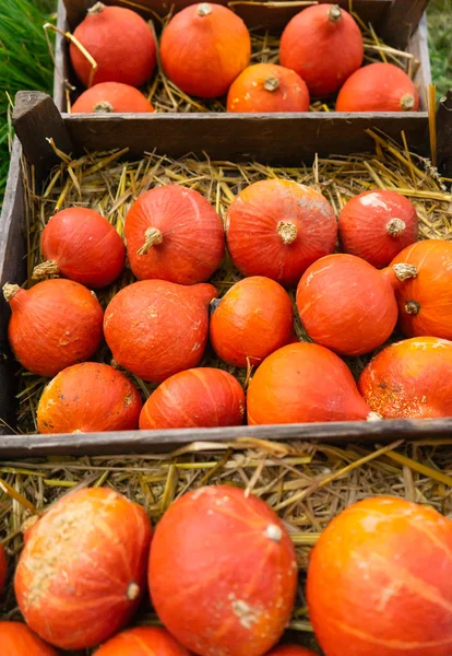 Harvest red kuri pumpkins on hay in crates