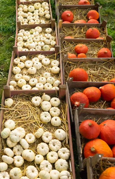 Red kuri and small white autumn decor pumpkins in crates