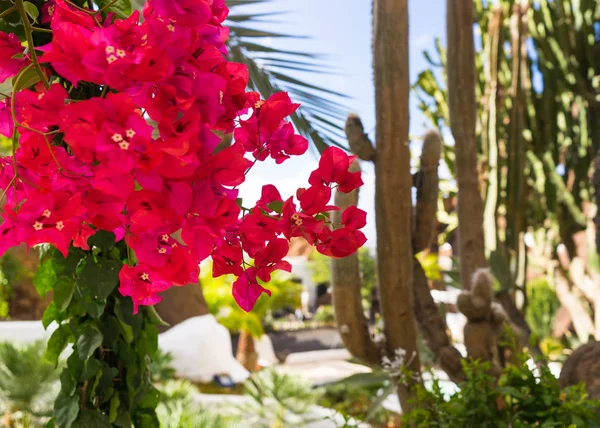 Dark Pink Bougainvillea Tropical Flowers Oasis Cactus Background — Stock Photo, Image