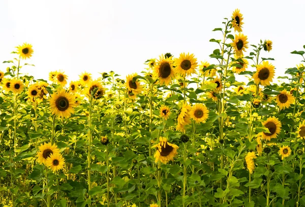 Harvest Sunflower Crop Blue Sky Background Copy Space — Stock Photo, Image