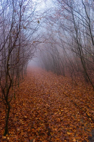 Mysterious foggy path in autumn forest with leaves on ground