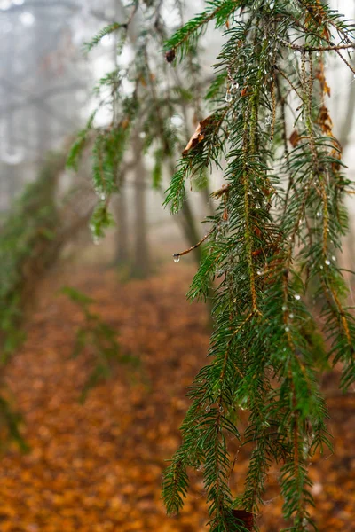 Water Droplets Pine Needle Tree Autumn Foggy Background — Stock Photo, Image