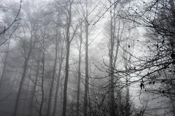 Eerie Dark Forest Background Mysterious Mist — Stock Photo, Image