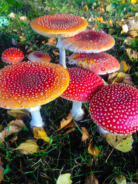 Mystical red mushrooms on ground in autumn