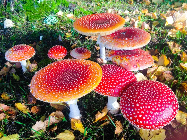 Magical little red mushroom garden in autumn