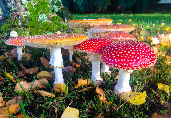 Cute little red autumn mushrooms gathered together with copy space