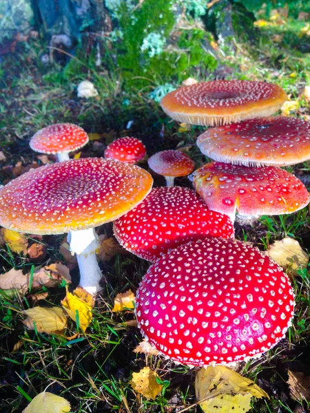 Magical little red mushroom garden in autumn vertical